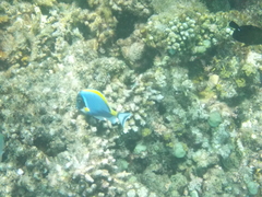 Acanthurus leucosternon