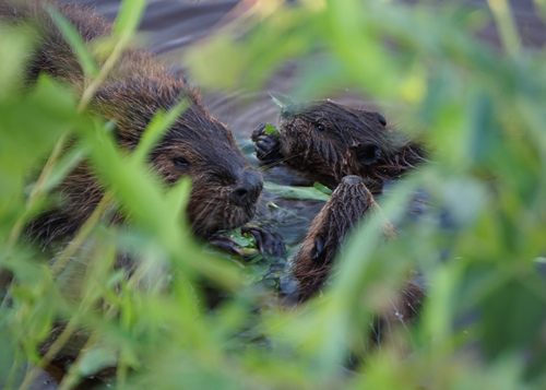 American Beaver photographed in Virginia