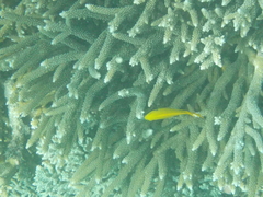 Pomacentrus sulfureus