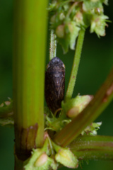 Aphrodinae