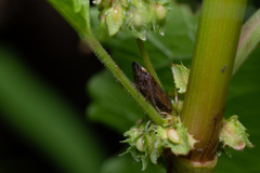 Aphrodinae