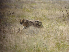 Leptailurus serval