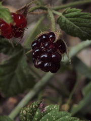 Rubus ursinus macropetalus