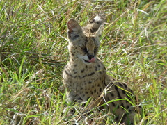 Leptailurus serval