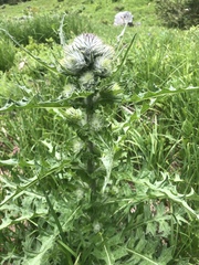 Cirsium edule