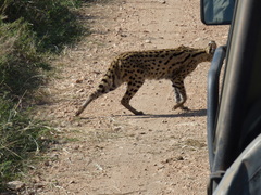 Leptailurus serval