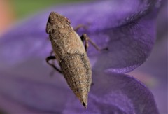 Bathysmatophorini