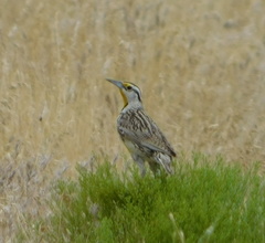 Sturnella magna lilianae