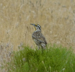 Sturnella magna lilianae