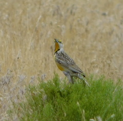 Sturnella magna lilianae