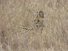 Leptailurus serval