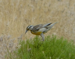 Sturnella magna lilianae