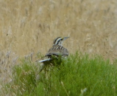 Sturnella magna lilianae