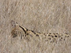 Leptailurus serval