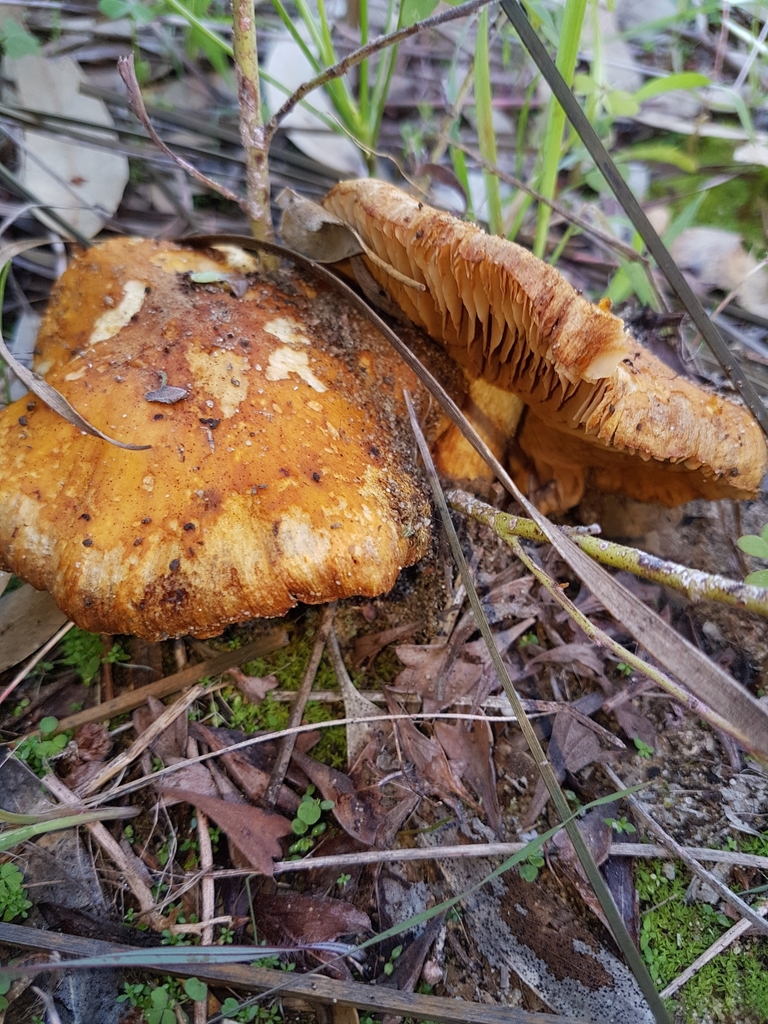 Cortinarius ochraceofulvus