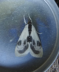 Cliniodes ostreonalis