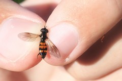 Pyrophaena granditarsis