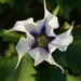 Jimsonweed - Photo (c) stephen, some rights reserved (CC BY), uploaded by stephen