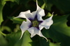 Jimsonweed - Photo (c) stephen, some rights reserved (CC BY), uploaded by stephen