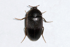 Eustrophinae