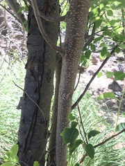 Prunus serotina virens