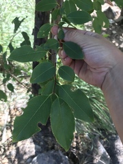 Prunus serotina virens