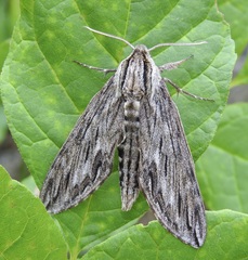 Sphinx canadensis