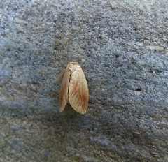 Tortricidia testacea