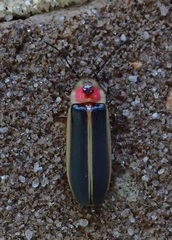 Photinus pyralis