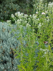 Pycnanthemum californicum