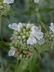 Pycnanthemum californicum