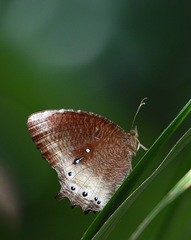 Elymnias panthera