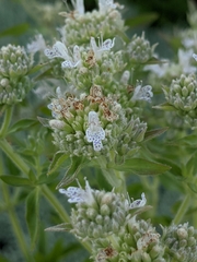Pycnanthemum californicum