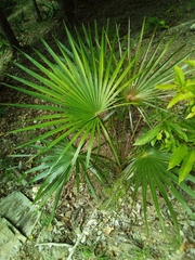 Coccothrinax