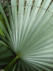 Coccothrinax
