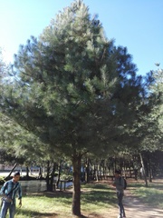 Pinus ayacahuite