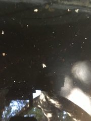 Phryganidia californica