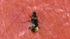 Bembidion patruele
