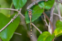 Cordulegaster obliqua