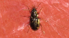 Bembidion patruele