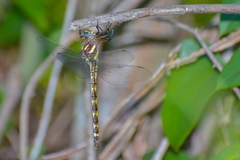 Cordulegaster obliqua
