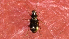 Bembidion patruele