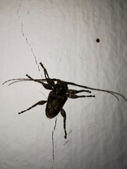 Oreodera brailovskyi