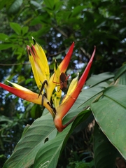 Leptoscelis excellens