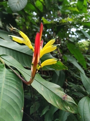 Leptoscelis excellens