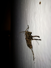 Oreodera brailovskyi