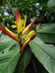 Leptoscelis excellens