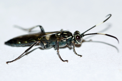 Coelichneumon eximius