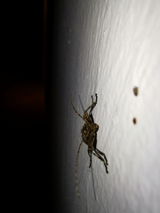 Oreodera brailovskyi