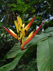 Leptoscelis excellens